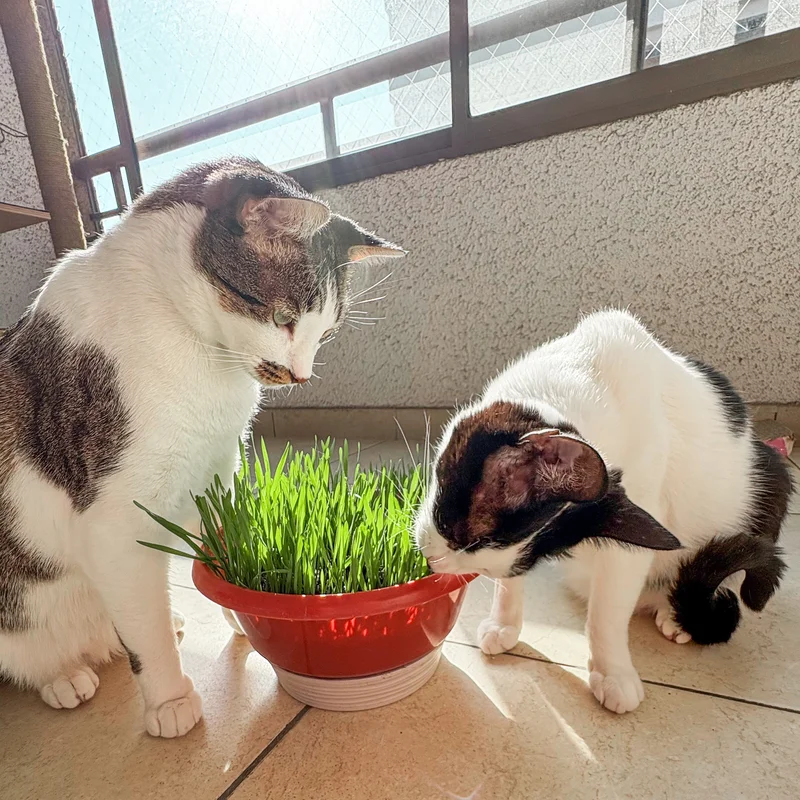 Gato comiendo hierba gatera