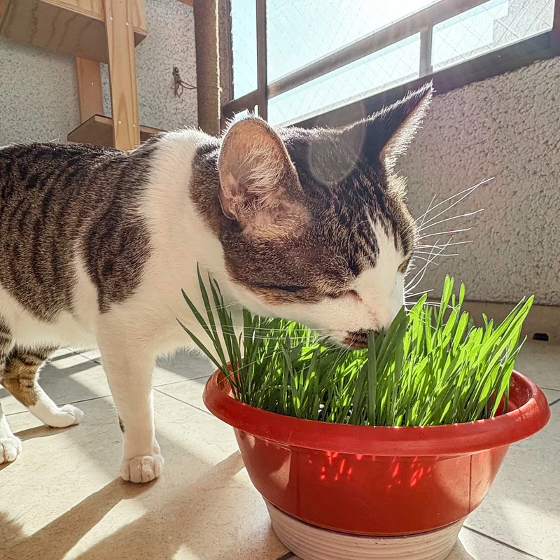 Gato comiendo pasto natural