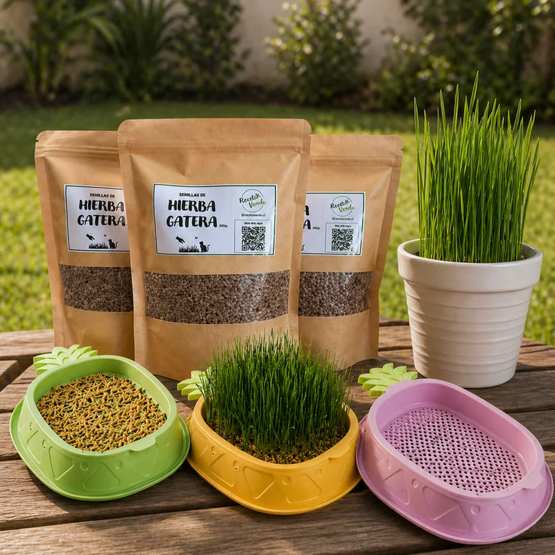 Wheatgrass para gatos en Chile